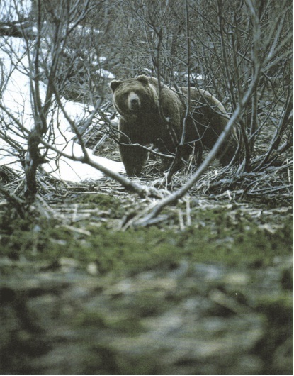 Сочинение по фото камчатский бурый медведь 5. Бурый медведь Гиппенрейтер. Бурый медведь Гиппенрейтера. В. Гиппенрейтера "Камчатский бурый медведь".