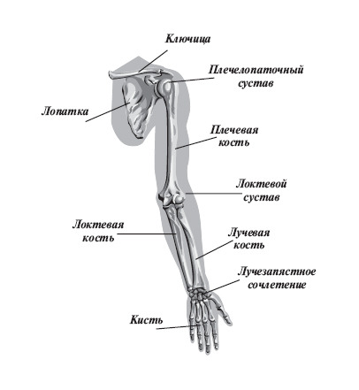 рука