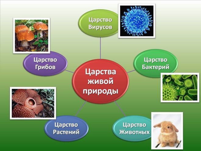 текст при наведении