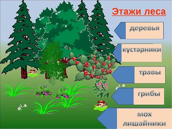 доклад лес и его обитатели