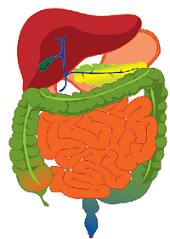 органы желудочно-кишечного тракта