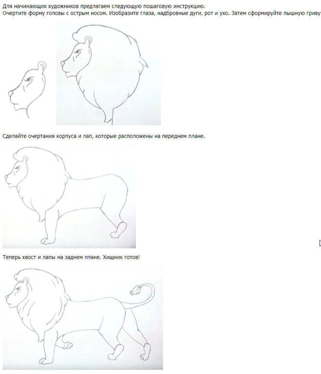 Как нарисовать льва поэтапно карандашом мастер-класс для детей