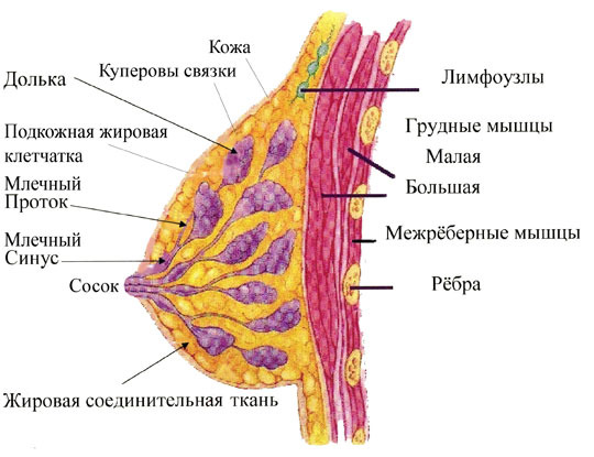 строение молочной железы