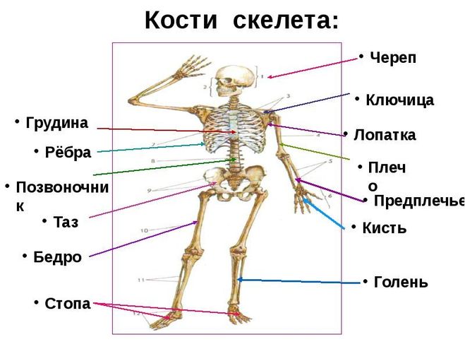 Плечо предплечье надплечье картинка