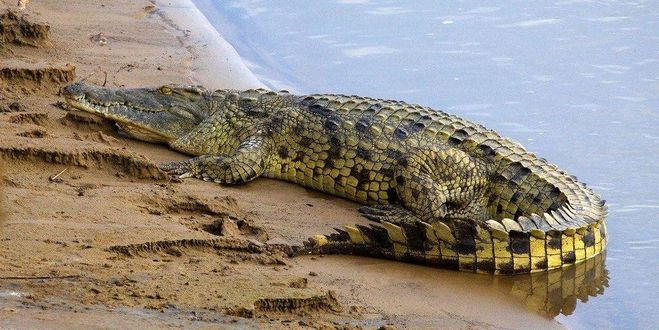нильский крокодил, верный ответ, классификация животных, биология