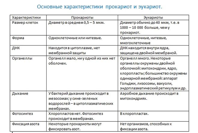 Чем различаются эукариоты и прокариоты