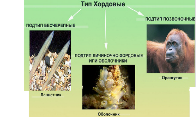 в чем отличие скелета высших и низших хордовых. Смотреть фото в чем отличие скелета высших и низших хордовых. Смотреть картинку в чем отличие скелета высших и низших хордовых. Картинка про в чем отличие скелета высших и низших хордовых. Фото в чем отличие скелета высших и низших хордовых