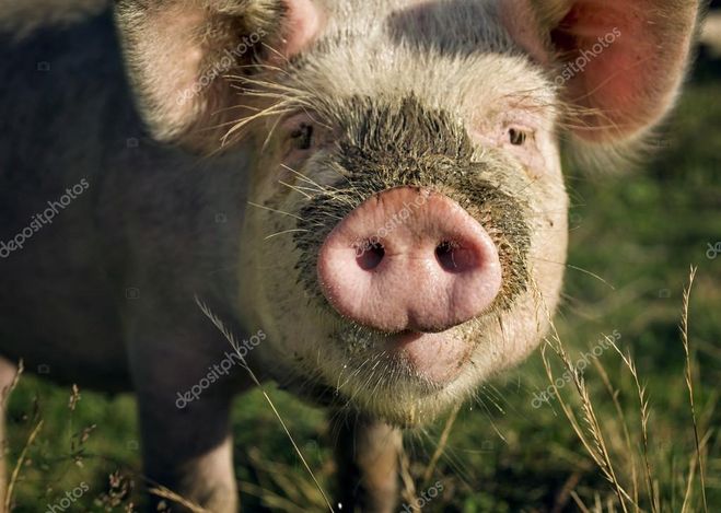 фото свиней, поросят; фото свиного пятачка; фото новый год 2019