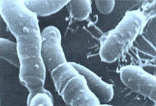 Уксуснокислые бактерии