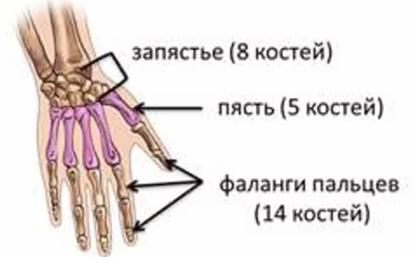 Лучезапястный сустав это