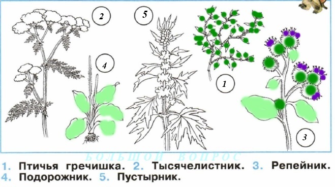 Пустырник рассказ для 2 класса окружающий мир