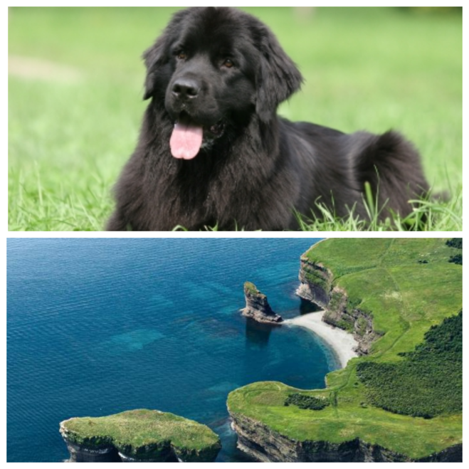 остров и порода собак ньюфаундлен