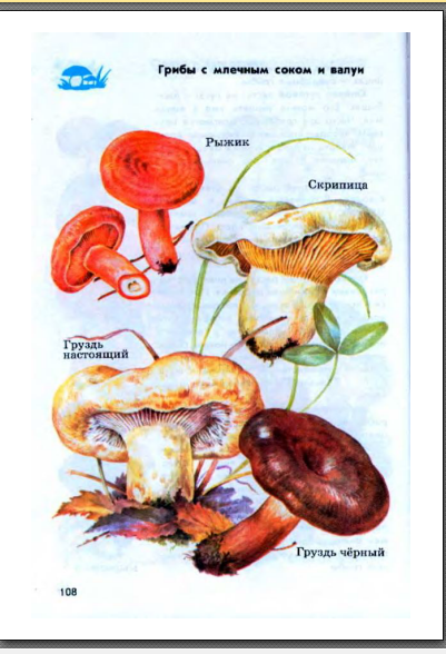 атлас определитель от земли до неба грибы