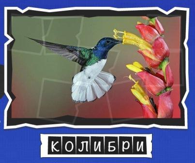 игра:слова от Mr.Pin вспомниЛось эпизод птицы на фото колибри