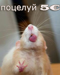 смешные фото для настроения с крысой