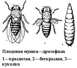 Изогнутые щетинки у дрозофилы рисунок