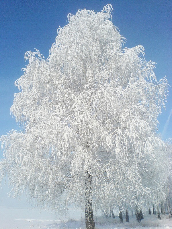 Есенин белая береза фото