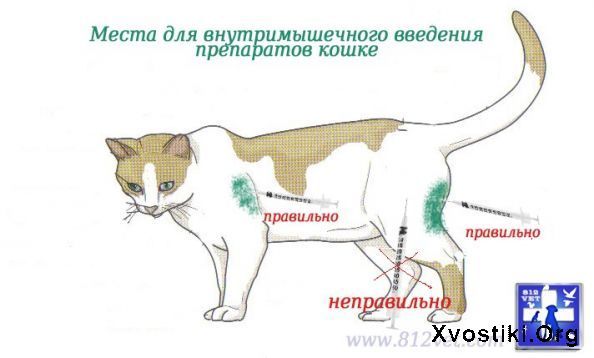 текст при наведении