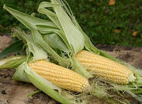 Сколько початков может вырасти на кукурузе, от чего это зависит?