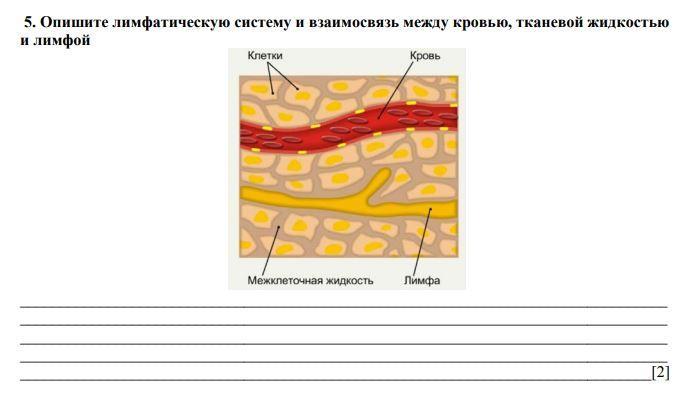 Лимфа тканевая