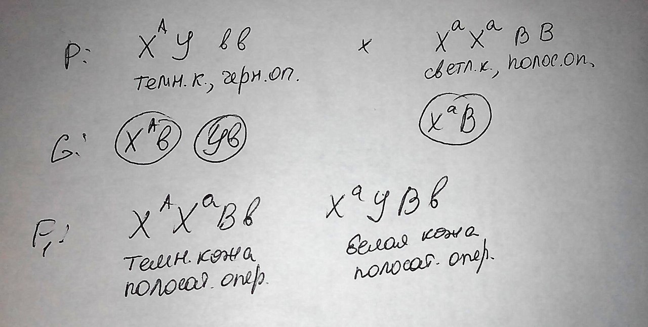 Гена куров. У кур темная кожа доминирует над белой полосатое оперение над черным. При скрещивании курицы с полосатой. У кур пестрая окраска оперения доминирует над серой. Чёрная окраска у кур неполно доминирует над белой.