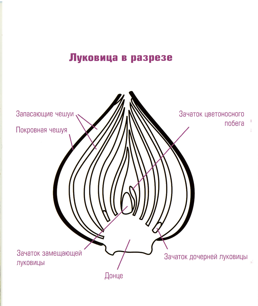 Основные части луковицы