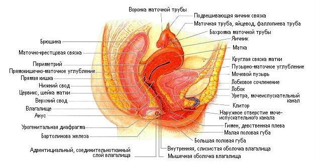 текст при наведении