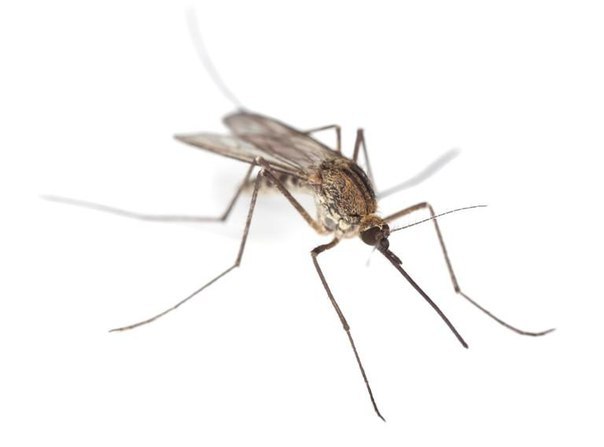 комар, питание комара