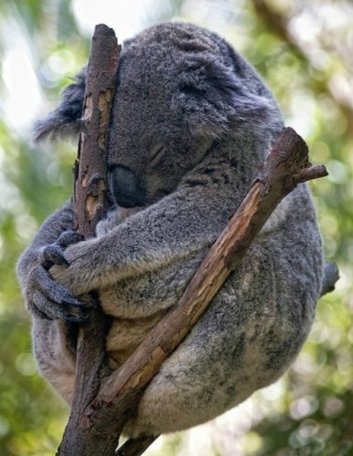 коалы