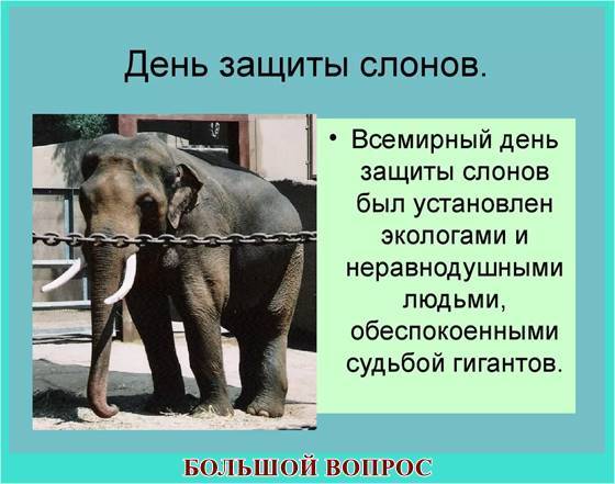 презентация слон