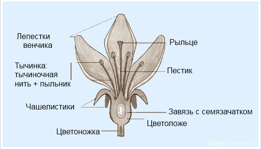 Формулы и диаграммы цветков сложноцветных