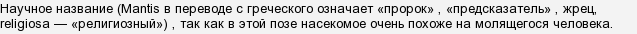 какое существо по латыни называется мантис религиоза в поле чудес