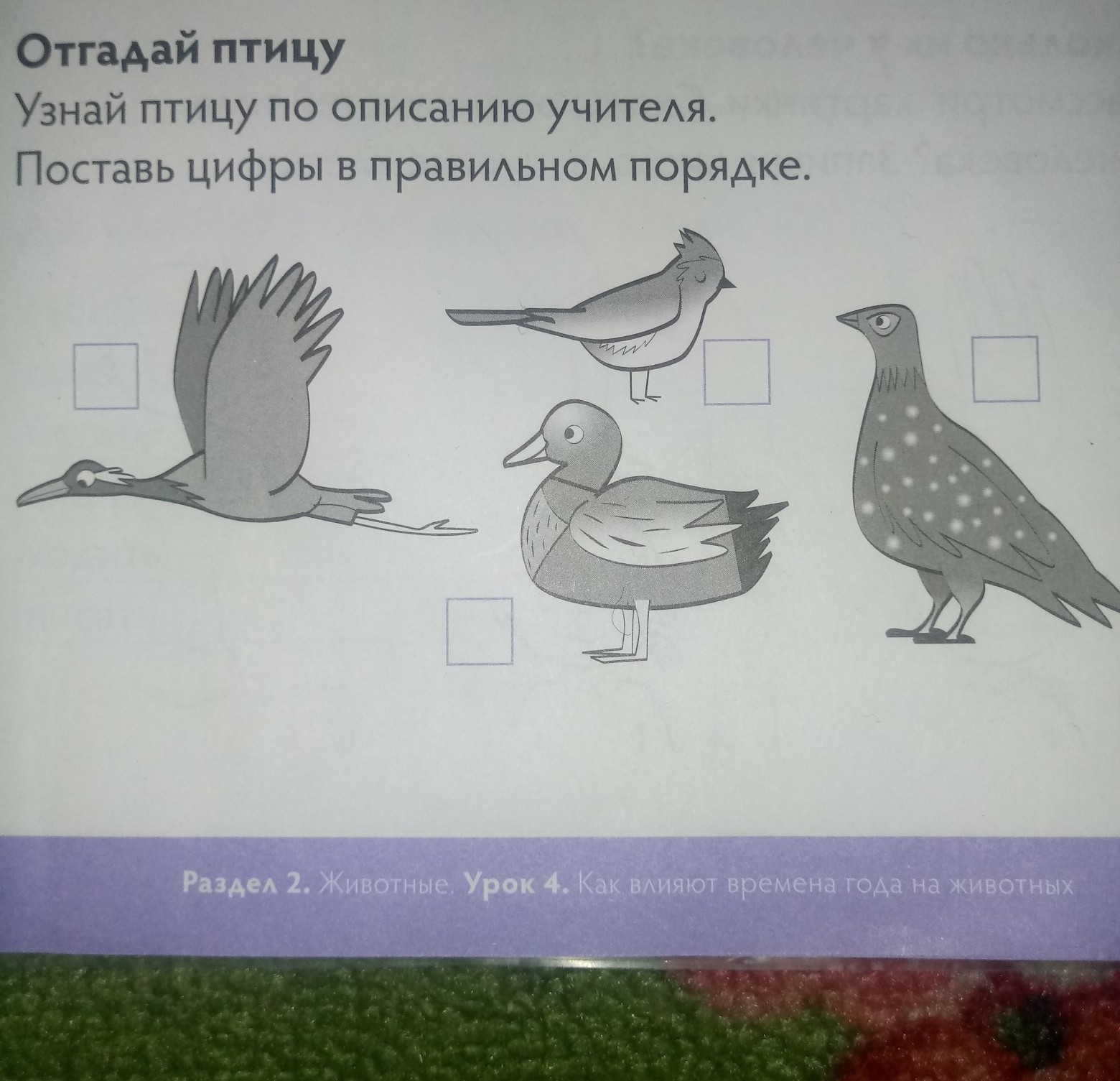 Птицами понять. Отгадай птицу по описанию. Определи птицу по описанию. Угадай птицу по описанию игра.