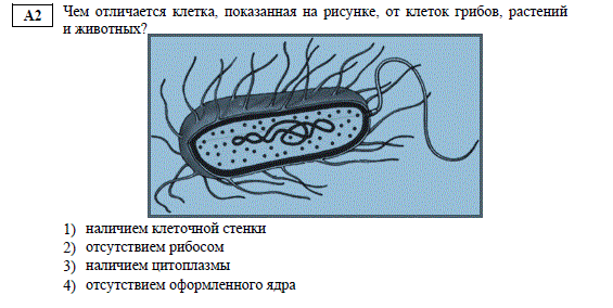 Клетку кишечной палочки см рисунок можно отличить от клетки хлореллы по отсутствию