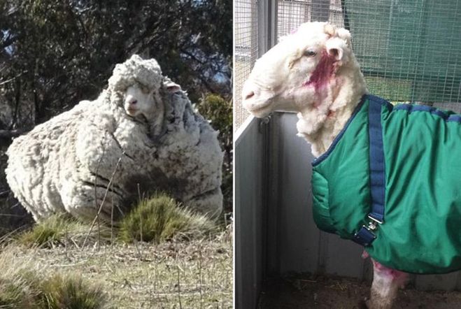 овца до и после стрижки