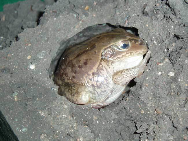 жаба в анабиозе