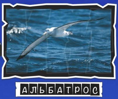 игра:слова от Mr.Pin вспомниЛось эпизод птицы на фото альбатрос
