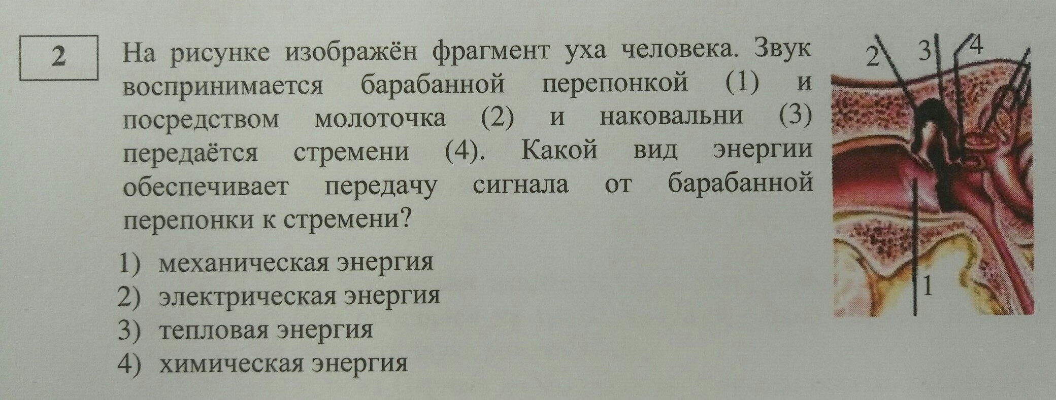 На рисунке изображен фрагмент карты. На рисунке изображен фрагмент. На рисунке изображен фрагмент кровеносного капилляра. На рисунке изображён фрагмент вены. Фрагмент капилляра.