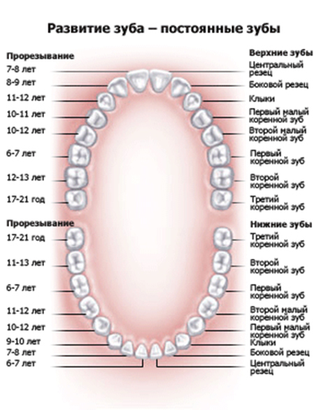 Зубы восьмерки это какие. Название зубов. Название зубов у человека. Скотео зубов у человека. Сколько зубов у челвоек.