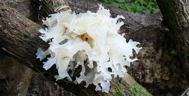 белый ледяной гриб