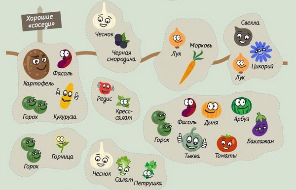 Что можно посадить рядом с чесноком?