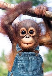 прикольные, веселые, забавные картинки с обезьянами
