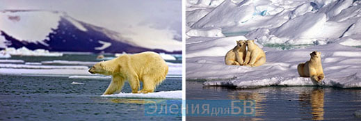 белый медведь описание и фото