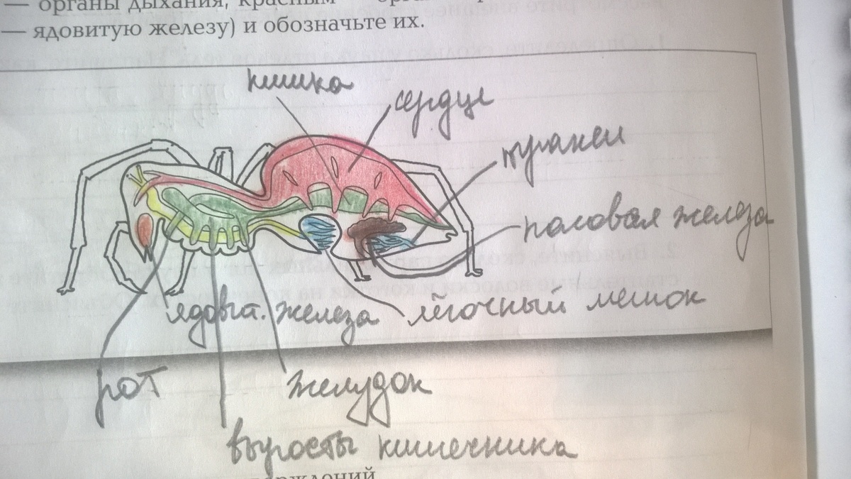 Рассмотрите рисунок подпишите органы. Раскрасить системы внутренних органов паука. Раскрасьте цветными карандашами системы внутренних органов паука. Раскрасить цветными карандашами системы внутренних органов паука. Рассмотрите рисунок системы внутренних.