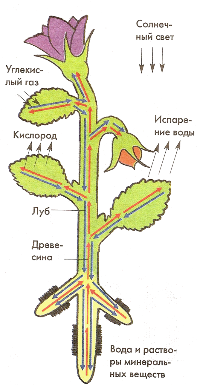 Органы передвижения веществ. Схема передвижения питательных веществ по растению. Передвижение органических веществ в растении схема. Схема передвижение Минеральных веществ в растении. Составьте рисунок схему транспорт веществ в организме растений.