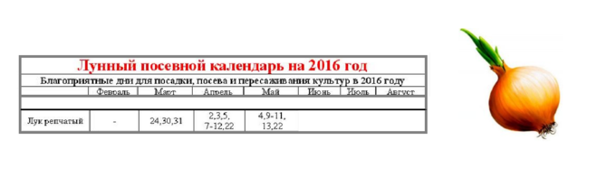 Когда сажать лук в мае 24. Лук Дата посадки.