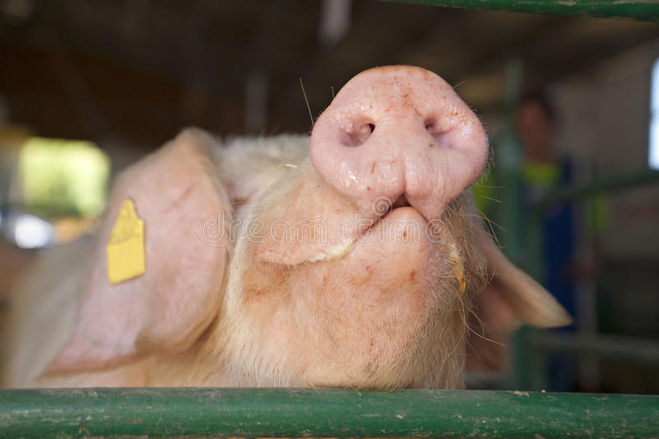 фото свиней, поросят; фото свиного пятачка; фото новый год 2019