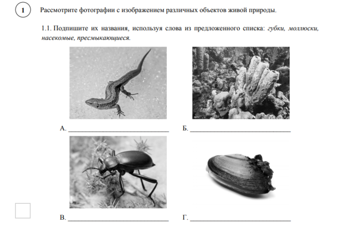 Впр 5 класс биология среды обитания. Рассмотрите изображение различных объектов живой природы. Фотографии с изображением представителей различных объектов природы. ВПР по биологии насекомые рептилии моллюски. Представителей различных объектов.