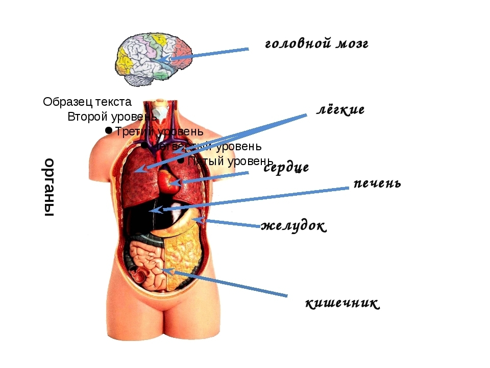 Фото строения человека 4 класс. Органы человека. Тело человека анатомия. Тело человека 4 класс. Структура человека.