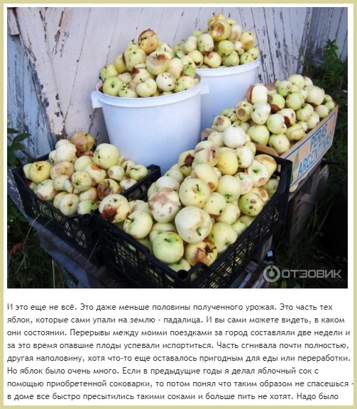 Урожай яблок на дачном участке